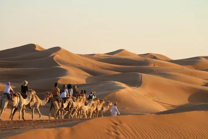 wahiba sands camel