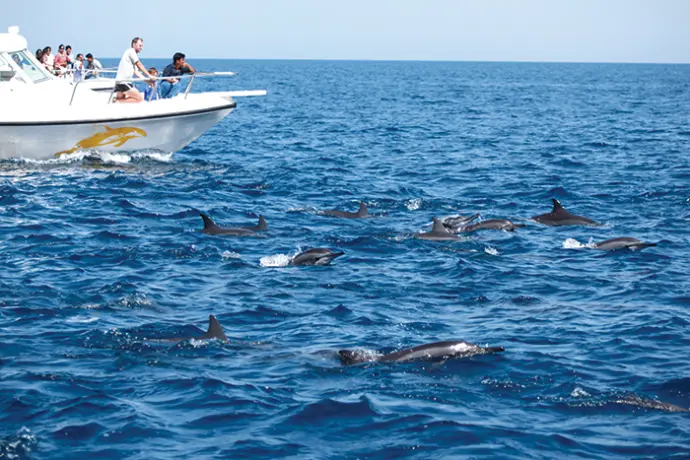 Dolphin watching oman
